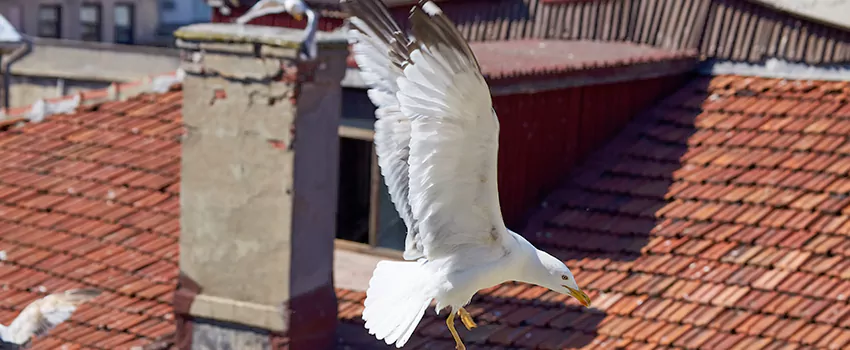 Residential Chimney Animal Removal Solution in Largo, FL