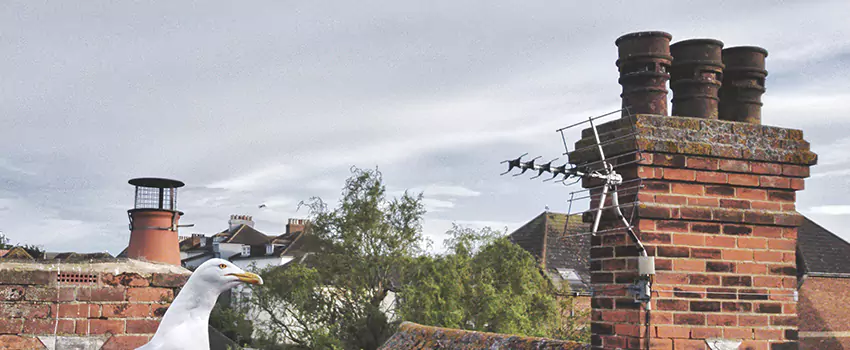 Chimney Cleaning And Restoration in Largo, Florida